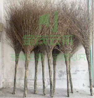 加厚一体式环卫大竹扫把 加厚笤帚 TJRRSFYJD01311015048285