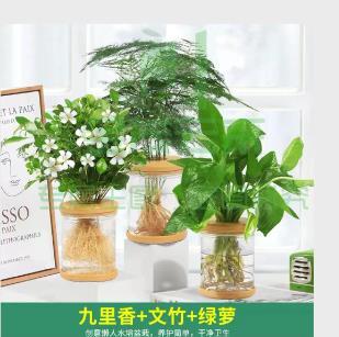 桌面摆件 盆栽 3盆/套